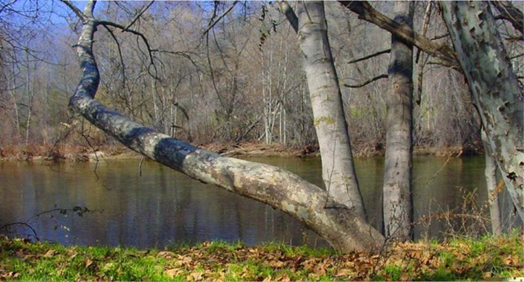 Sequoia Riverfront 2*